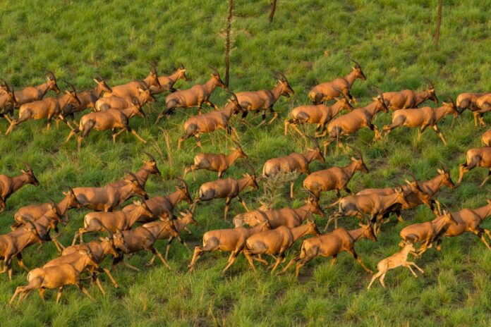 Antelope at Boma Badingilo Park (Photo Courtesy African Parks)